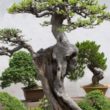 Sztuka formowania drzewek bonsai.
