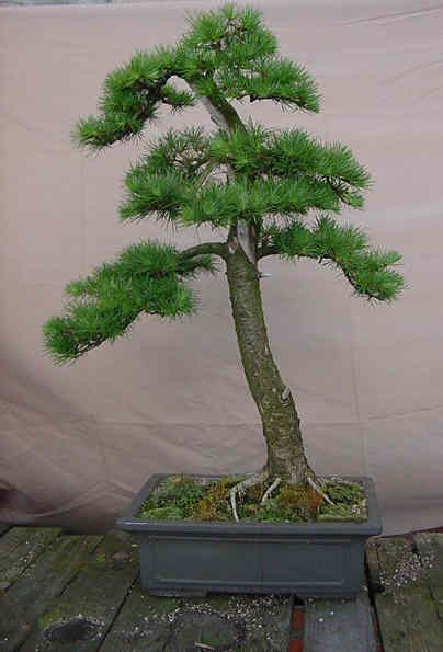 Sztuka formowania drzewek bonsai